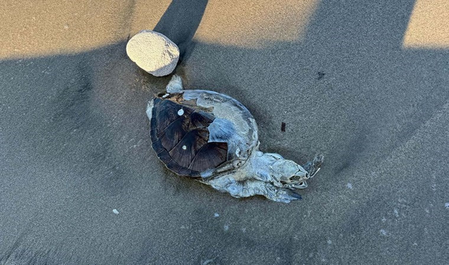 Bodrum’da ölü caretta caretta kıyıya vurdu: Otopsi yapılacak