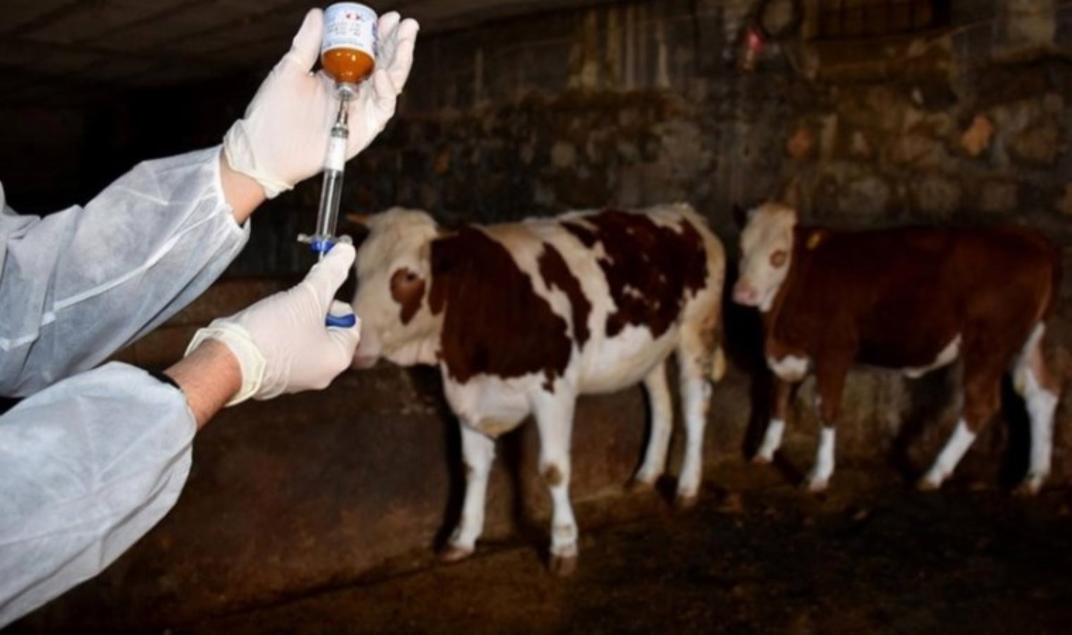 Bolu’da şap hastalığı alarmı… İki köy karantinaya alındı!