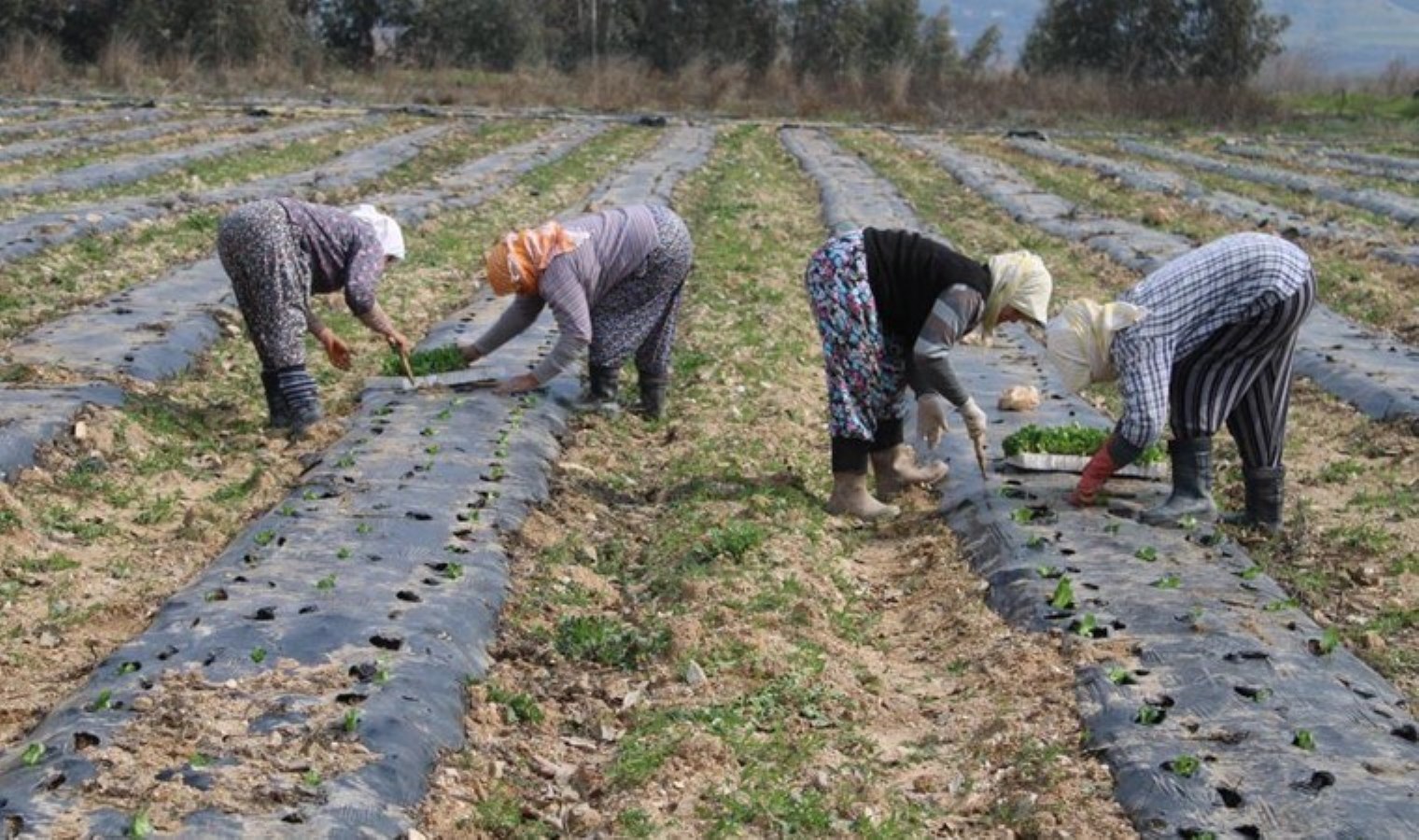 Bozdoğan’da cemre düştü, ekim başladı: Yazın hasat edilecekler!