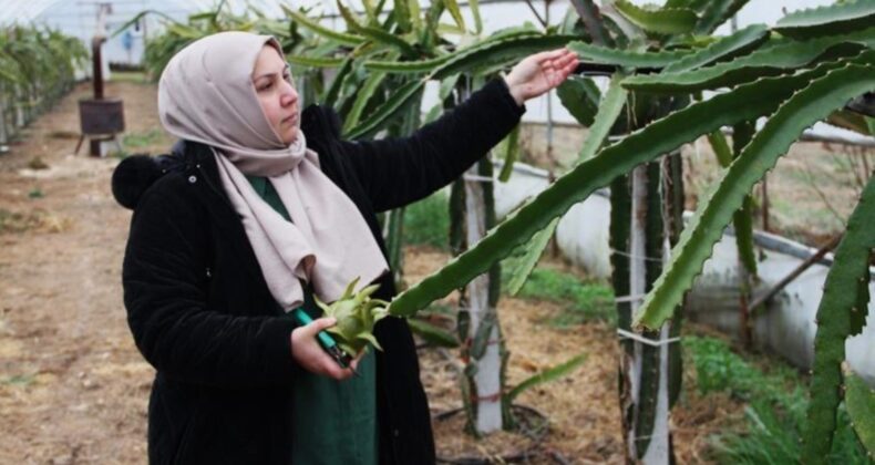 Burada yetişmez diyenlere inat üretime başladı! Çarşamba Ovası’nda ilk kez kadın girişimci tarafından ekildi…