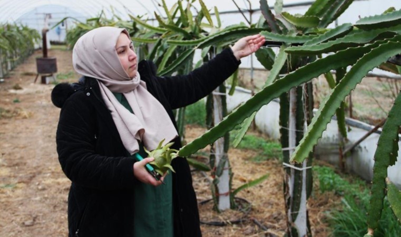 Burada yetişmez diyenlere inat üretime başladı! Çarşamba Ovası’nda ilk kez kadın girişimci tarafından ekildi…