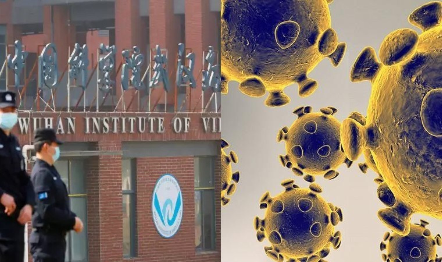 Çin’de yeni yarasa virüsü keşfedildi: Covid-19 ile benzer özelliklere sahip