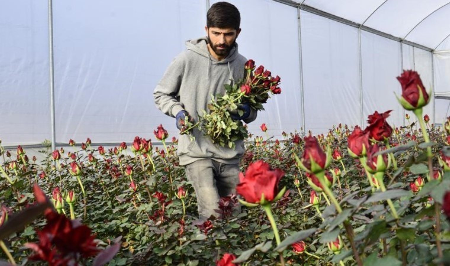 Çukurova’nın en önemli geçim kaynağı:  Adedi 30 lira!