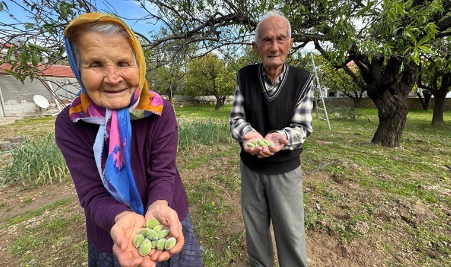 Datça’da mevsimin ilk hasadı başladı: Kilogramı 600 lira…