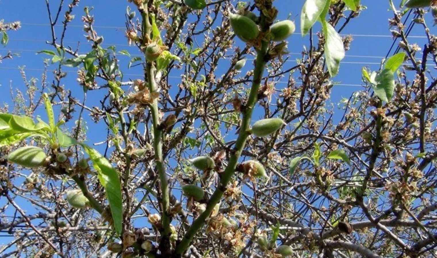 Datça’da mevsimin ilk meyvesi çıktı: Üreticide 700, tüketiciye 2 bin 500 lira