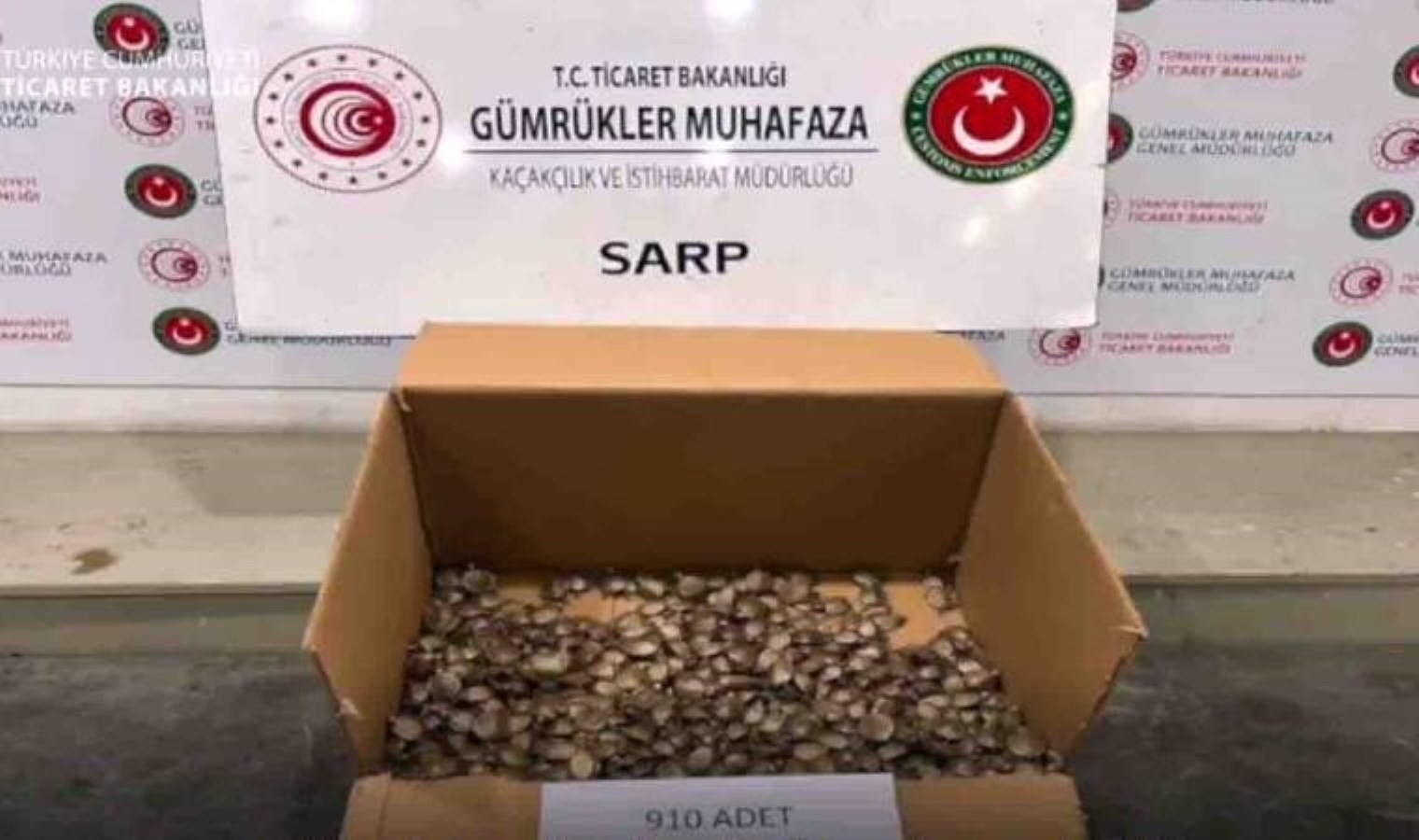 Değeri 655 milyon… Sarp Gümrük Kapısı’nda 910 su kaplumbağası yakalandı!