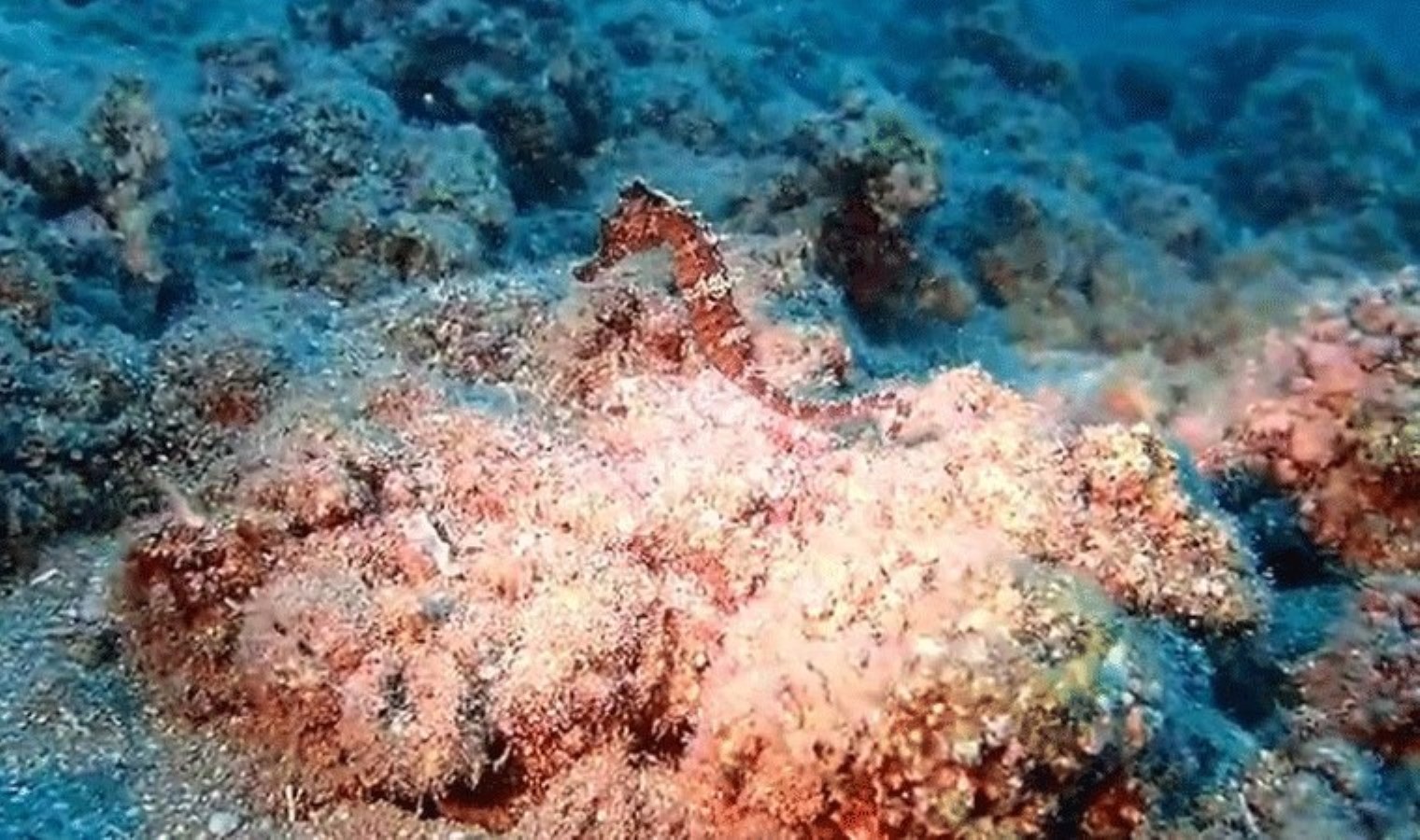 Denizatları tehlike altında: Türkiye’de sadece 3 türü hayatta kaldı!