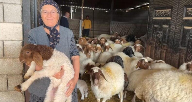 Devlet desteğiyle depremde telef olan hayvanların yerine yenisi geldi