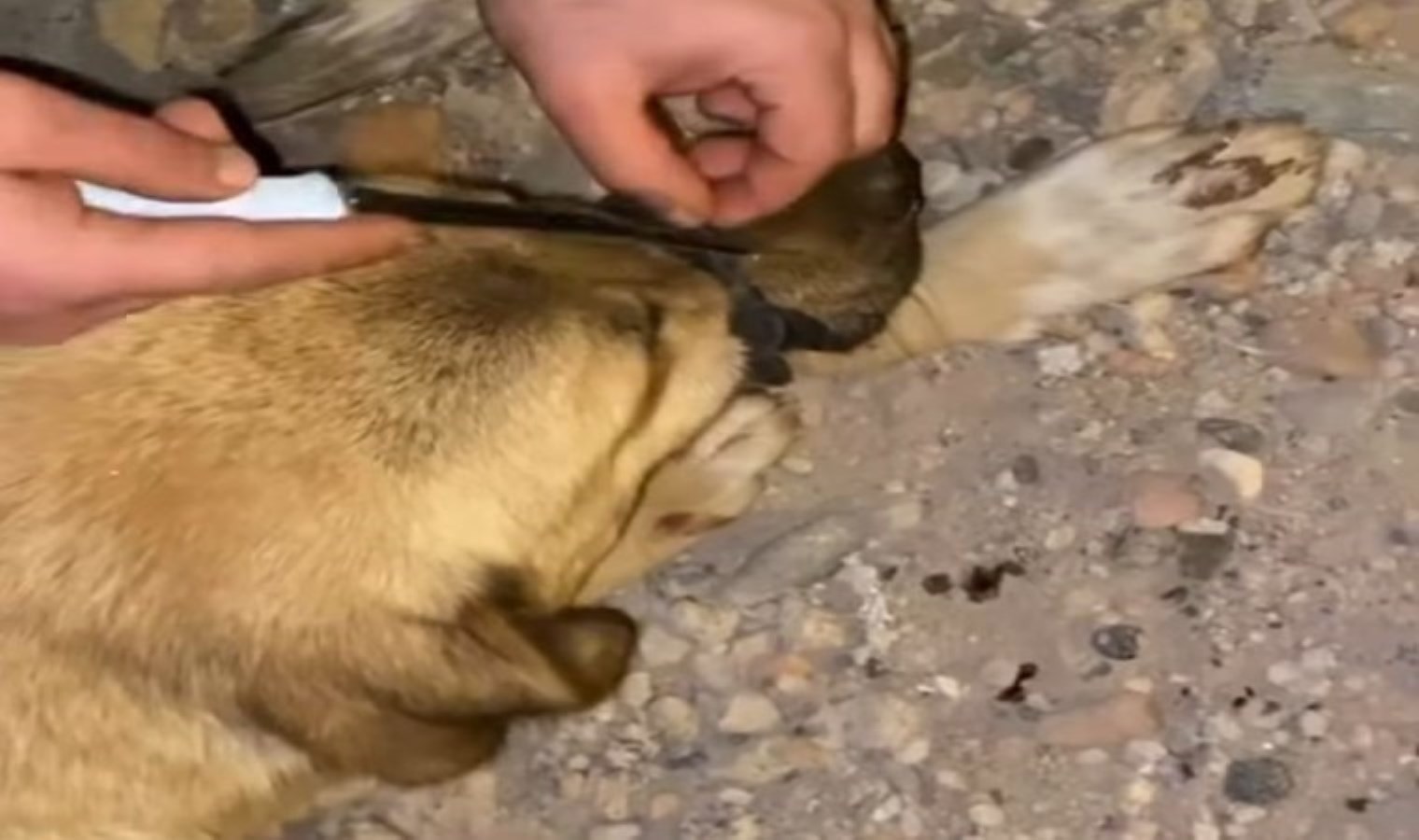 Diyarbakır’da hayvana eziyet! Ağzı bağlanan köpek nefessiz kaldı