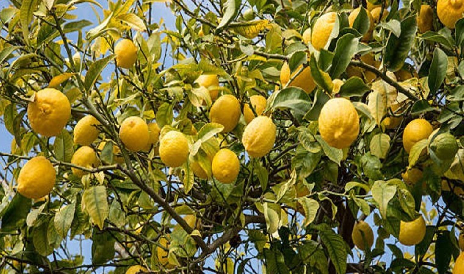 Dubai’ye ihraç edilecek limonlarda pestisit tespit edildi