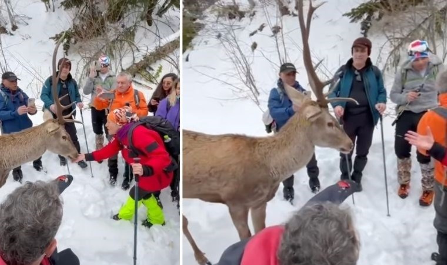 Elleriyle beslediler! Kartepe’de görülen kızıl geyik ‘Maral’ kayakçılara kendini sevdirdi