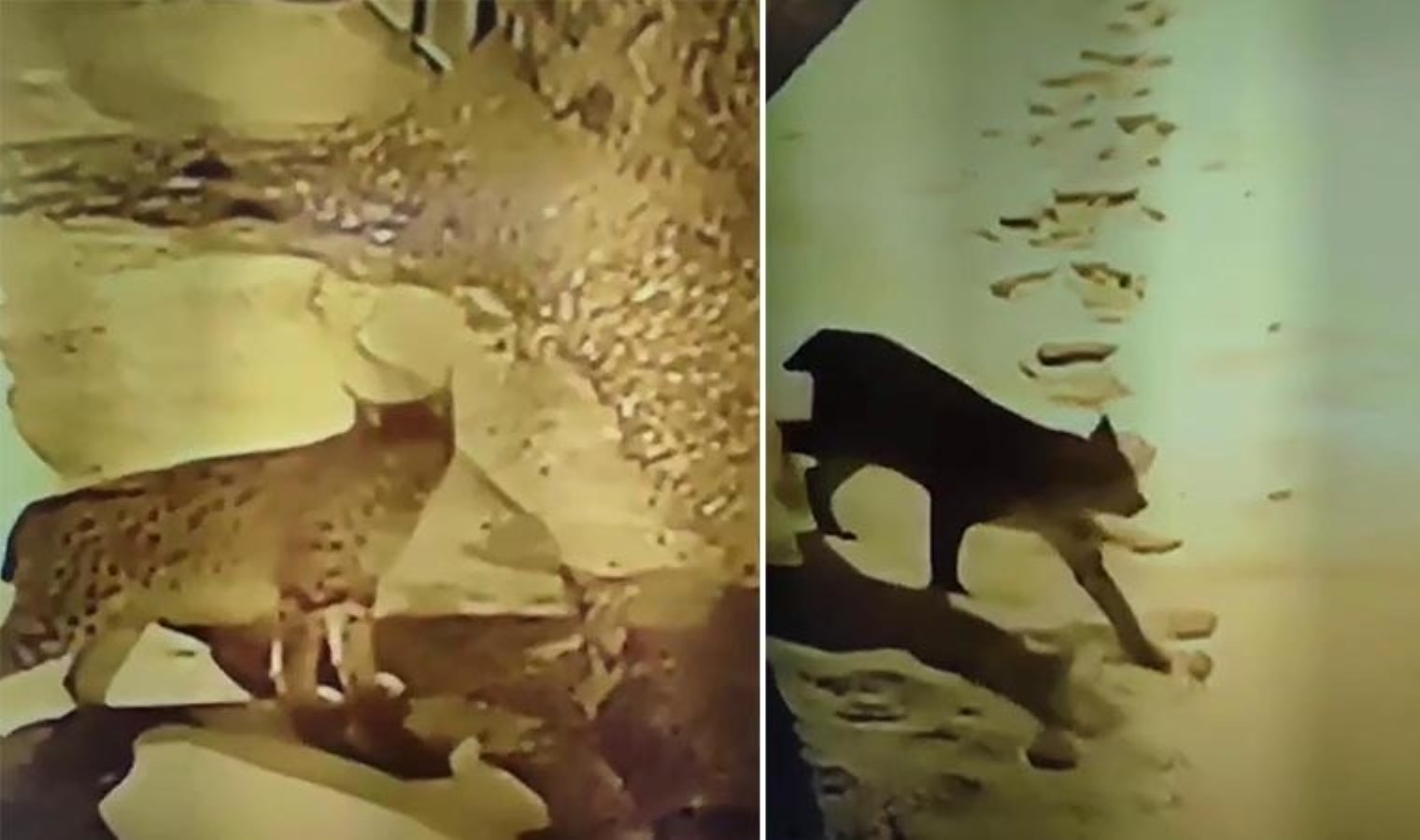 Erzincan’da sesli tehlike altındaki vaşak köye indi!