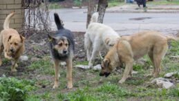 Erzurum Belediyesi yine ‘köpek toplama’ ihalesine çıkıyor: Rantta sınır tanımıyorlar!