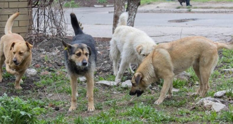 Erzurum Belediyesi yine ‘köpek toplama’ ihalesine çıkıyor: Rantta sınır tanımıyorlar!