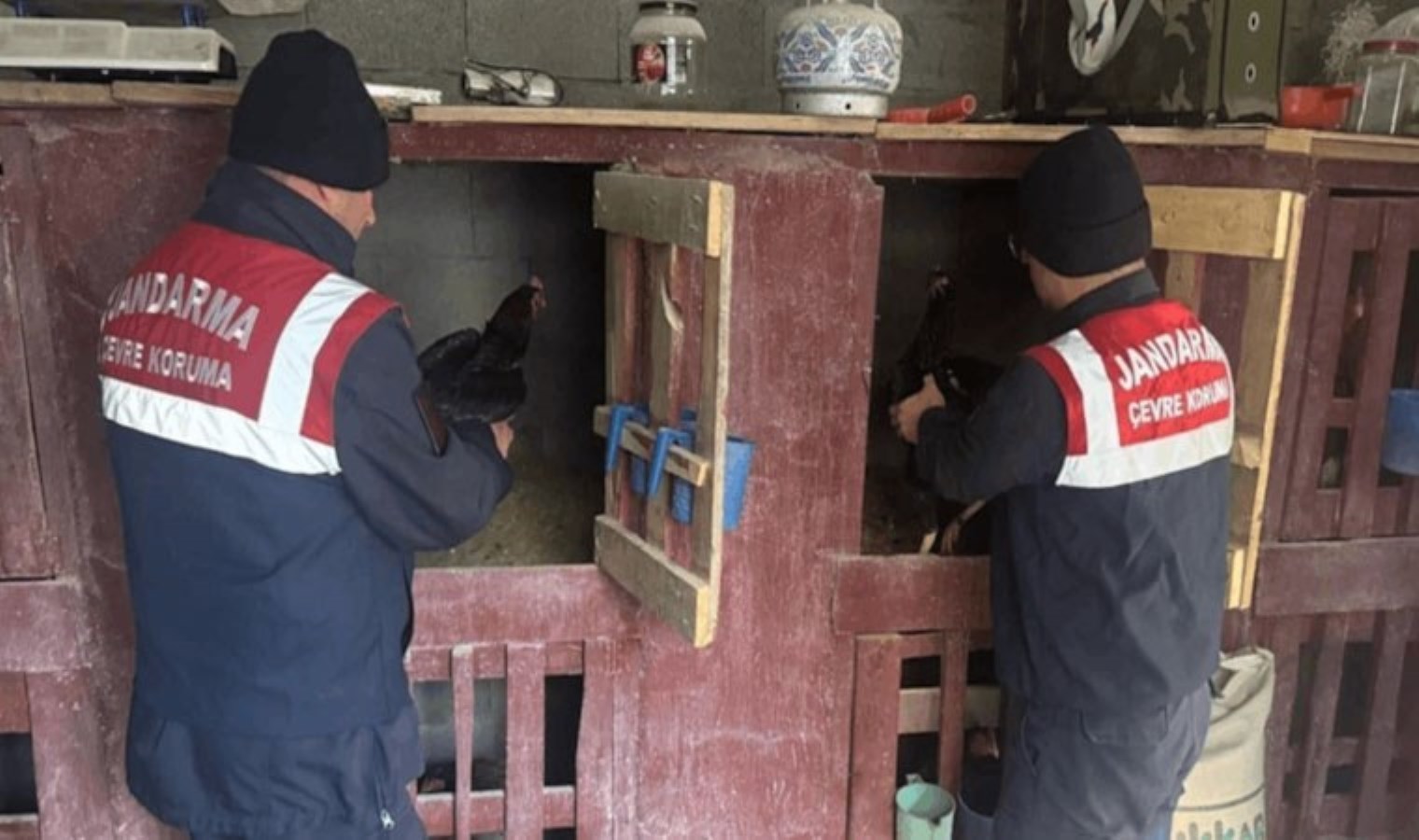 Erzurum’da horoz dövüştüren 3 kişiye operasyon: 15 horoz kurtarıldı