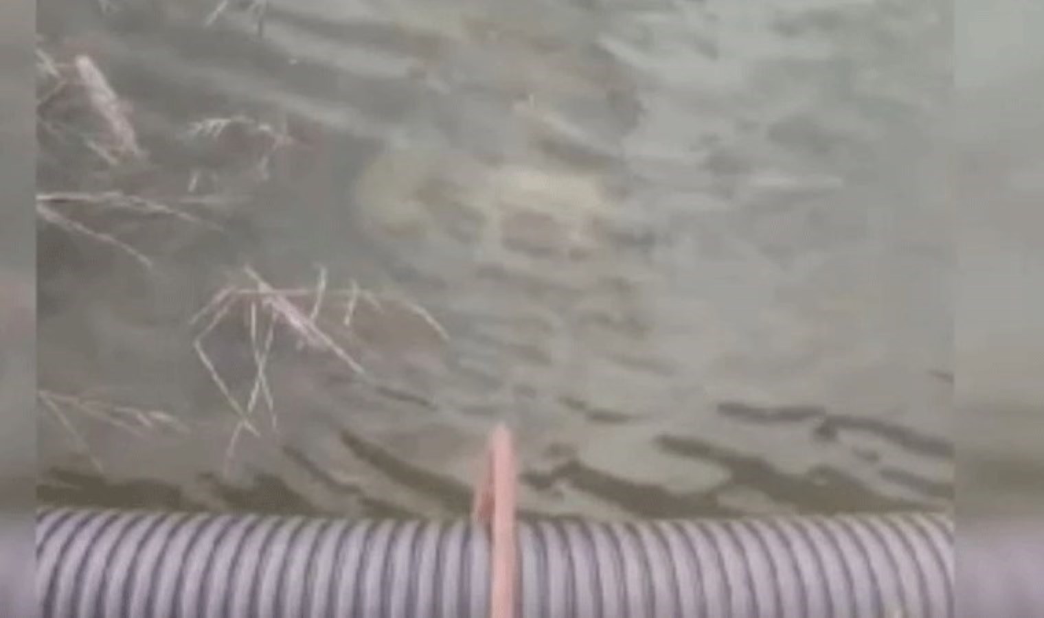 Eskişehir’de kan donduran olay! Taş bağlanarak dereye atılan yavru köpekler can verdi