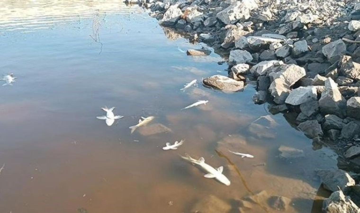 Etrafa kötü koku saçıyordu: Balık ölümleri yaşanan Karasu Çayı’nda inceleme