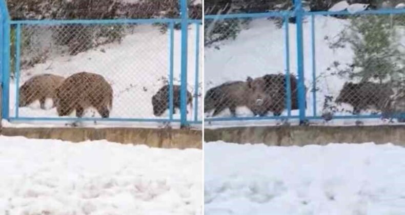 Eyüpsultan’da yiyecek arayan domuz sürüsü yola indi