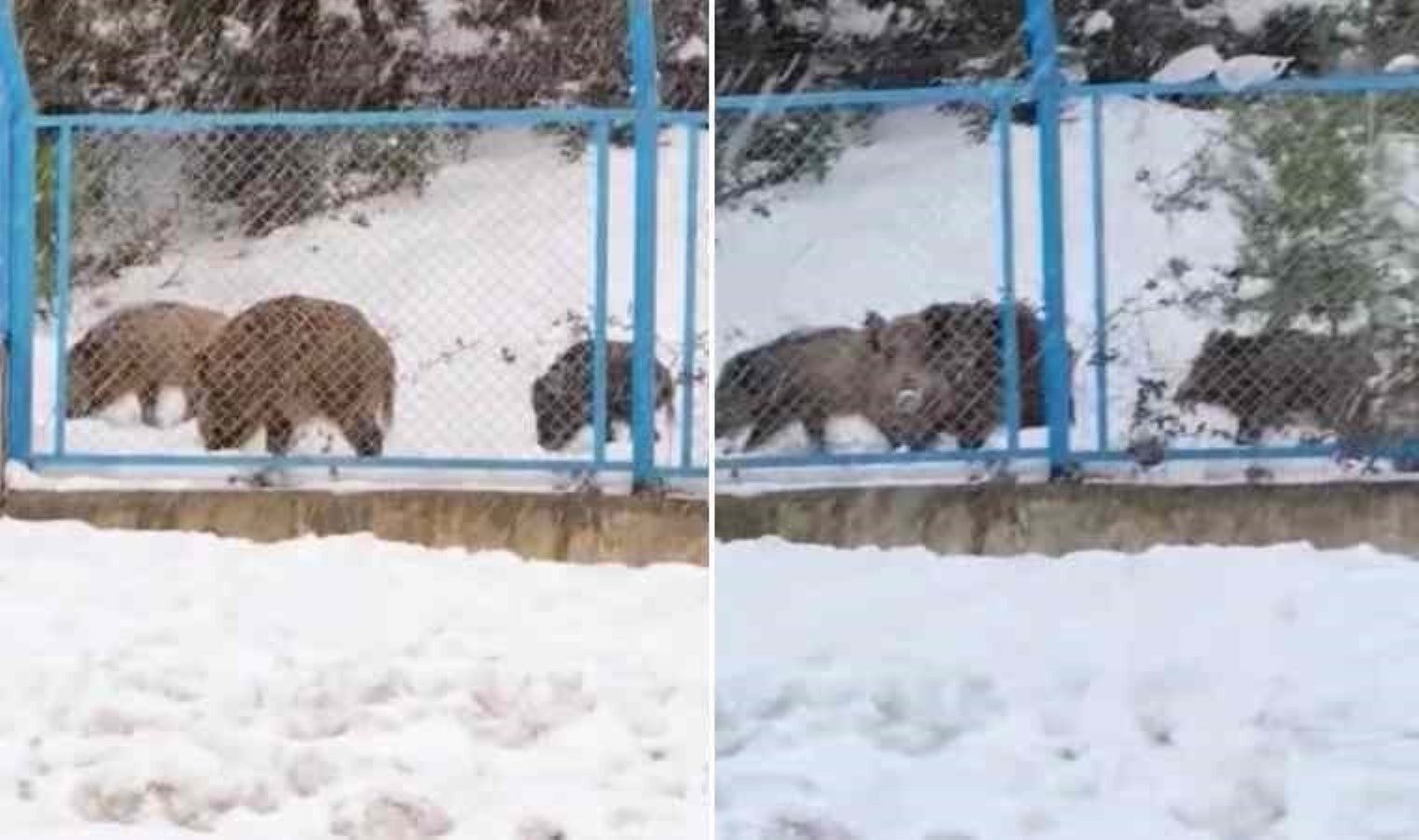 Eyüpsultan’da yiyecek arayan domuz sürüsü yola indi