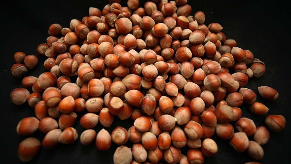 Giresun’da fındık 133-135 liradan işlem görüyor