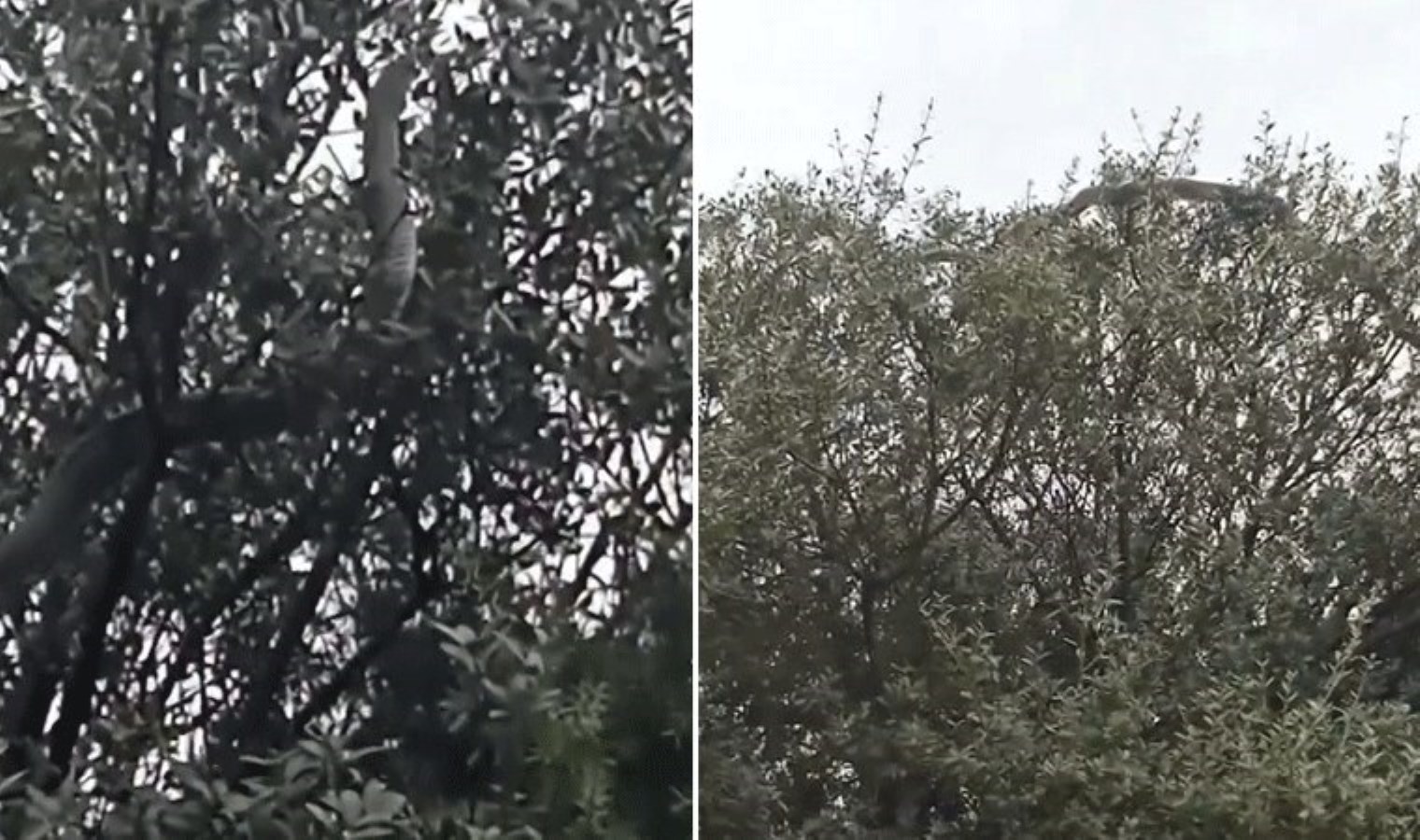 Gözlerine inanamadılar! Çanakkale’de 8 metrelik yılan panik yarattı!