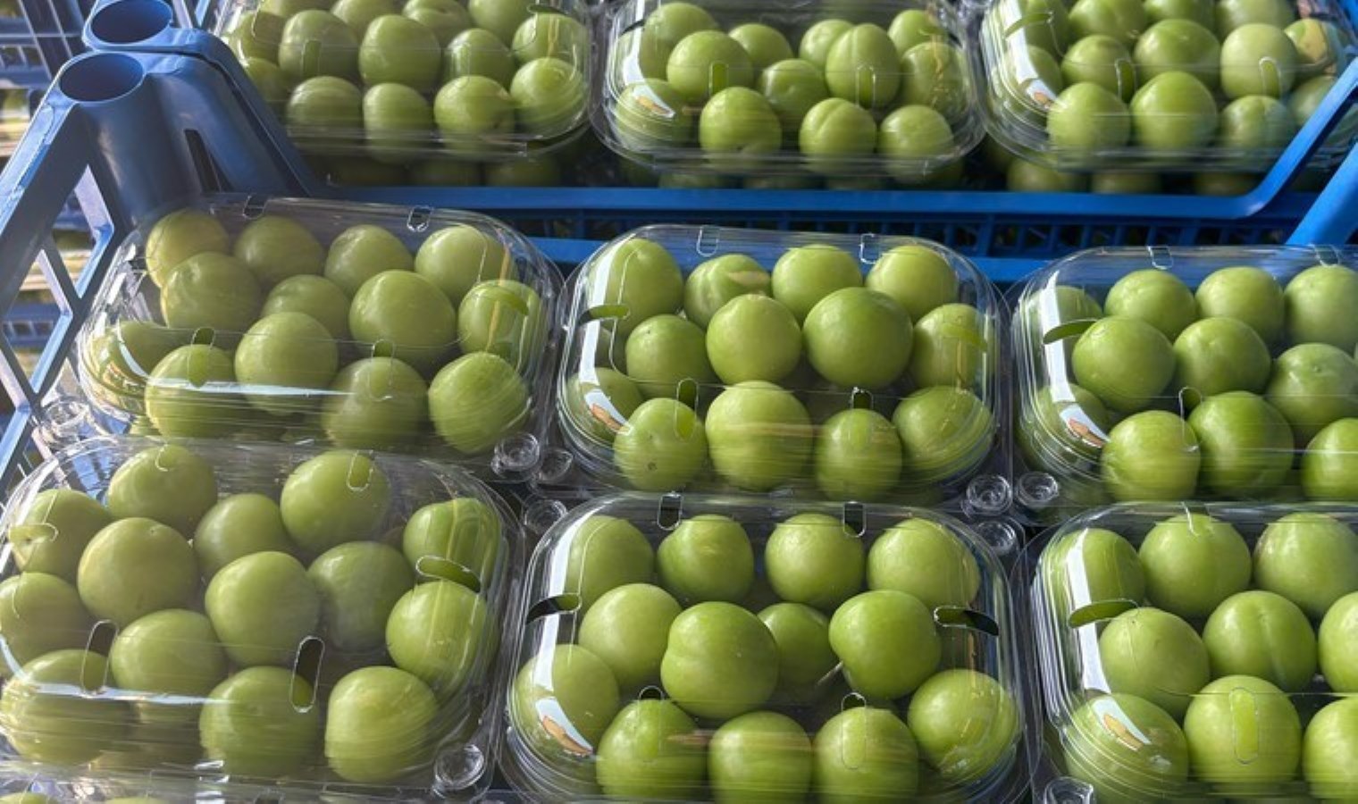 Hasadı 20 gün geç başladı, fiyatı düştü: Kilosu 5 bin 500 TL’ye satılacaktı…