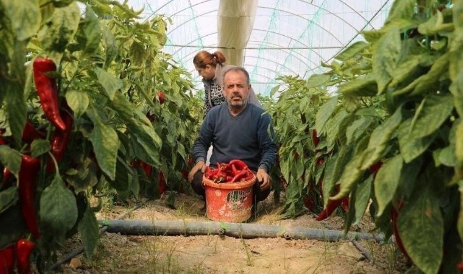 Hatay’da don: Fiyatı 50 liraydı şimdi 80 TL’den satılıyor