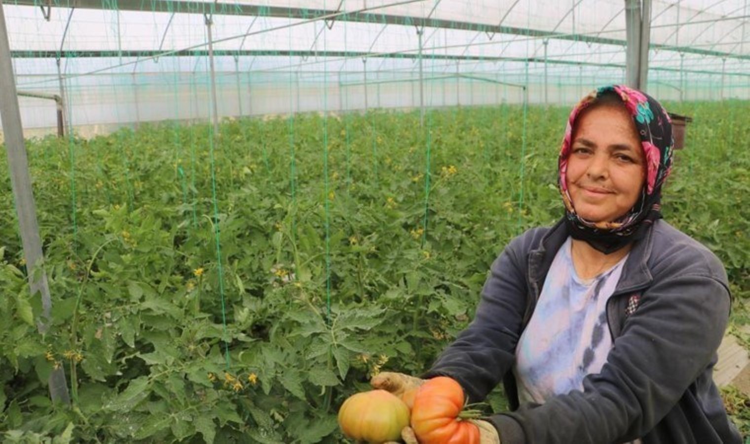 Hatay’da hasat ediliyor: Markette iki katı fazlaya satılıyor!