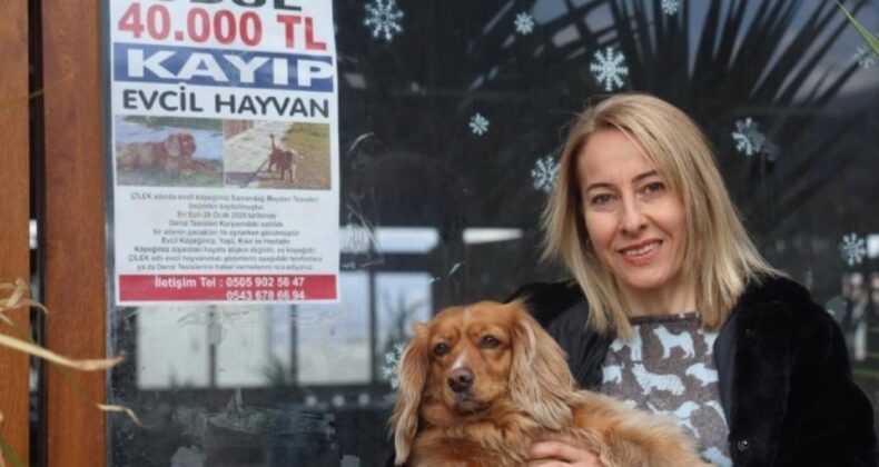 Hatay’da kaybolan İngiliz Cocker cinsi köpeğini bulana 40 bin TL ödül verecek