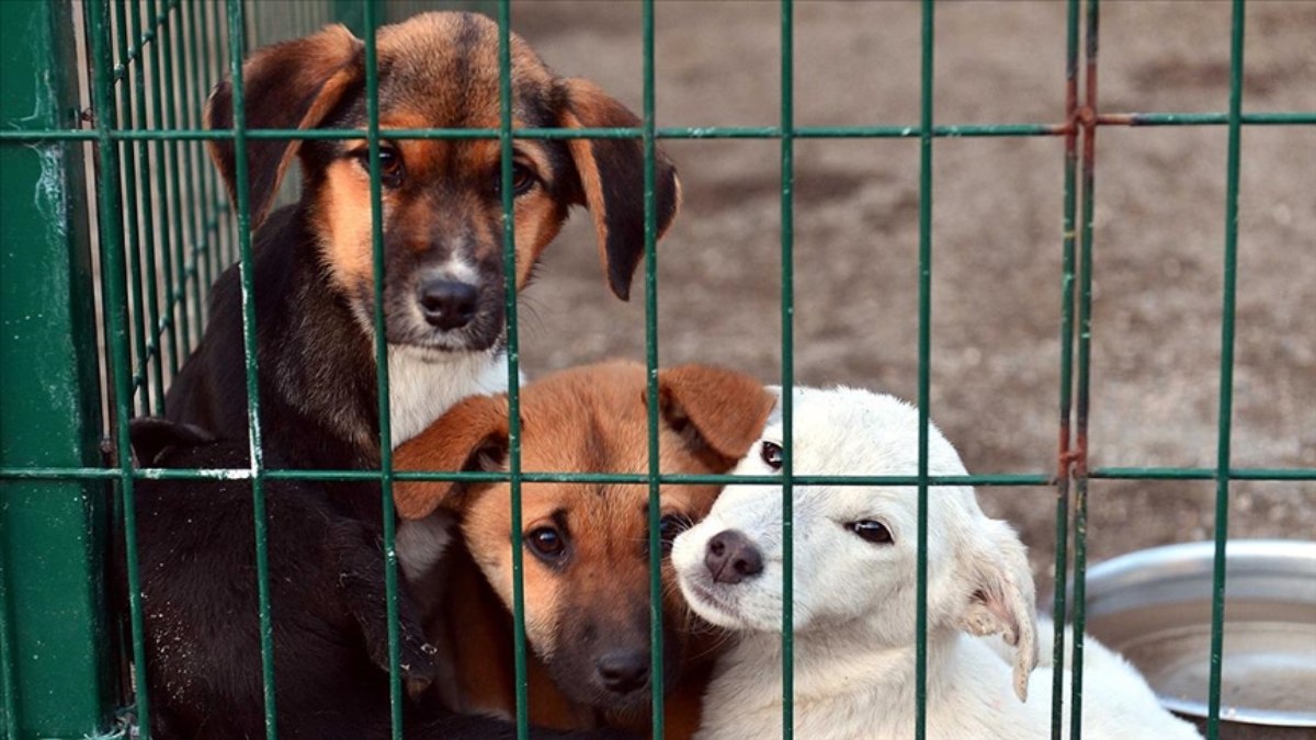 Hayvan barınaklarına yapılan fazla harcamaların yüzde 40’ı Hazine’den