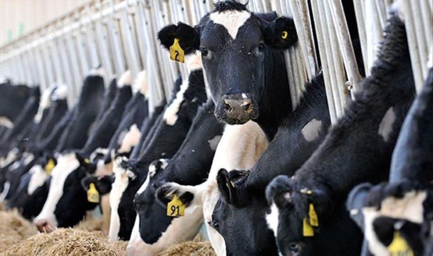 Hayvancılığa Destek Projesi başvuruları ne zaman? Hayvancılığa Destek Projesine kimler başvurabilir?