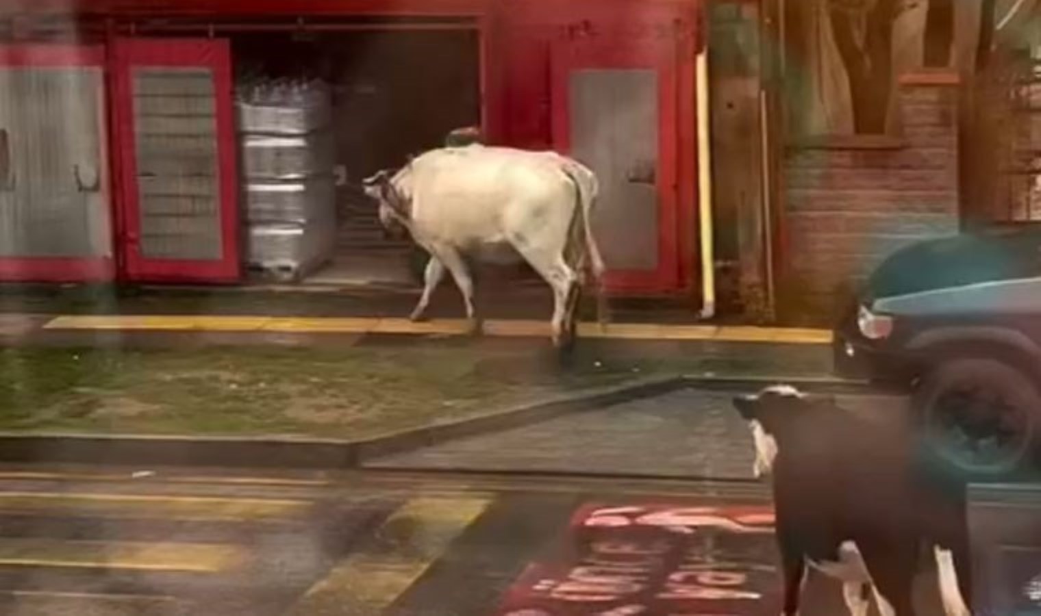 İnekler ‘ŞOK’a girdi!