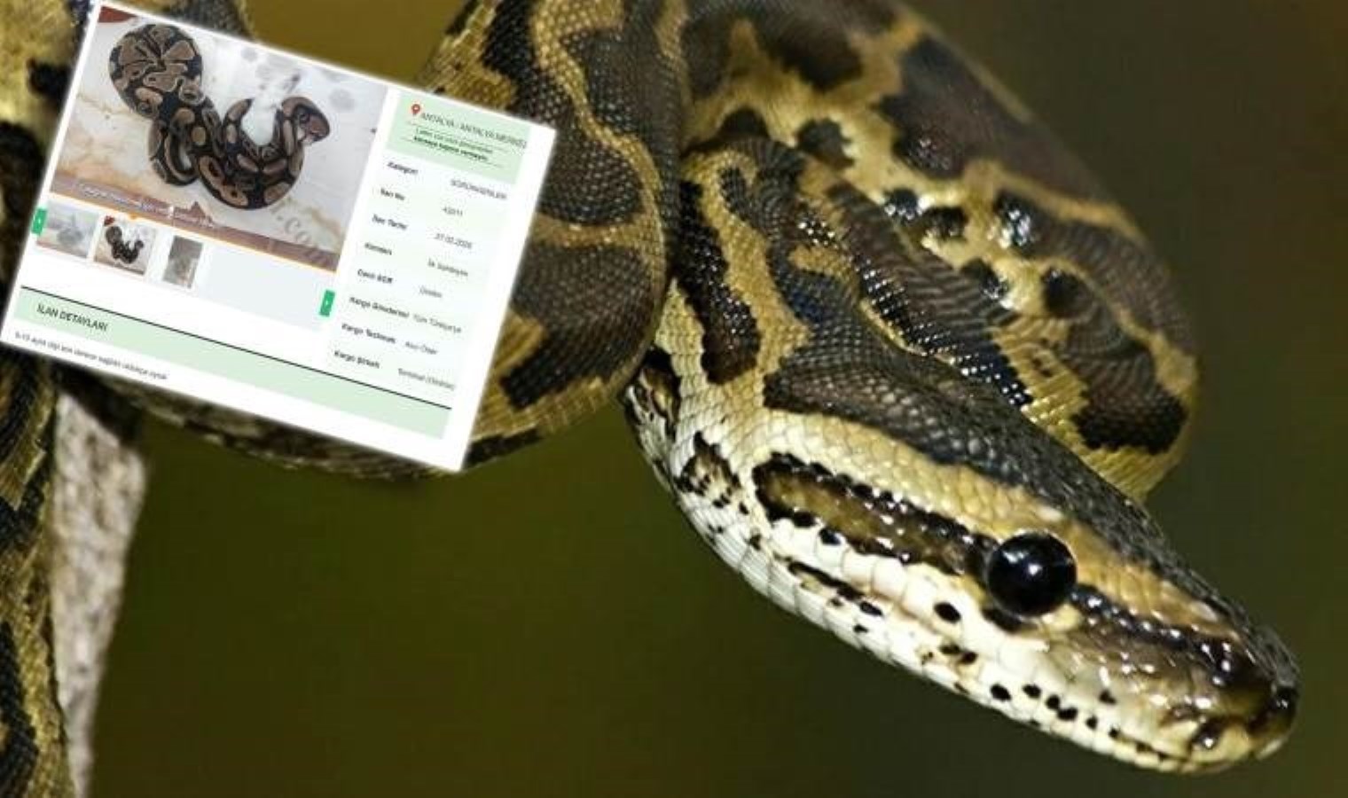 İnternette yasa dışı piton satışı: Cezası 60 bin TL