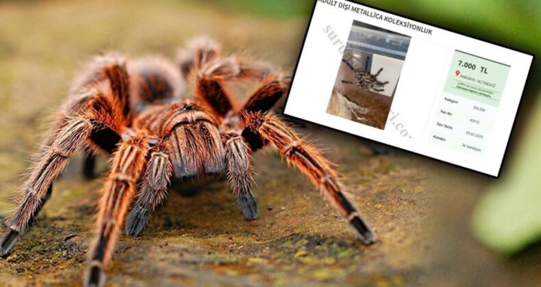 İnternette yasadışı ‘tarantula’ satışı! Tanesi 7 bin liradan başlıyor: ‘Pazarlık payı’ bile bıraktılar!