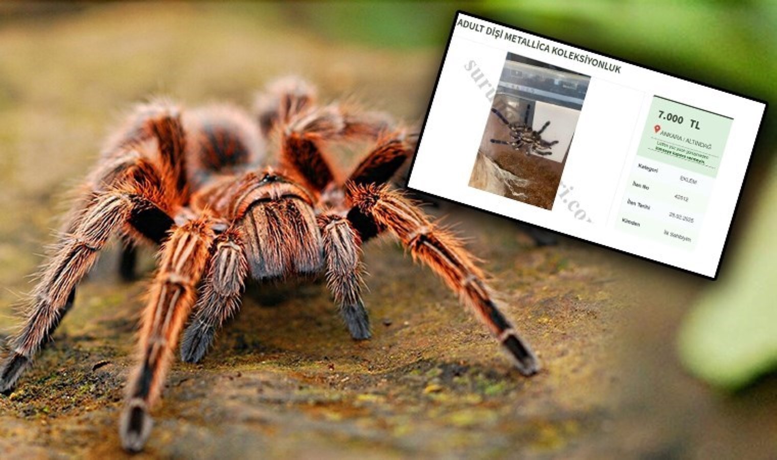 İnternette yasadışı ‘tarantula’ satışı! Tanesi 7 bin liradan başlıyor: ‘Pazarlık payı’ bile bıraktılar!