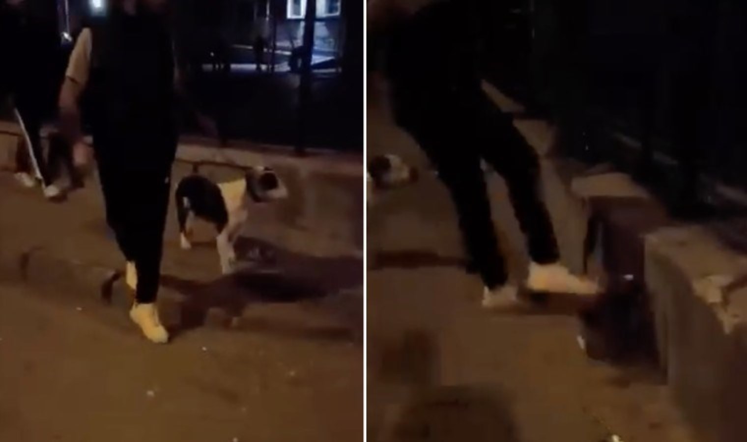 Isparta’da kediye şiddet uygulayan şahıs tutuklandı