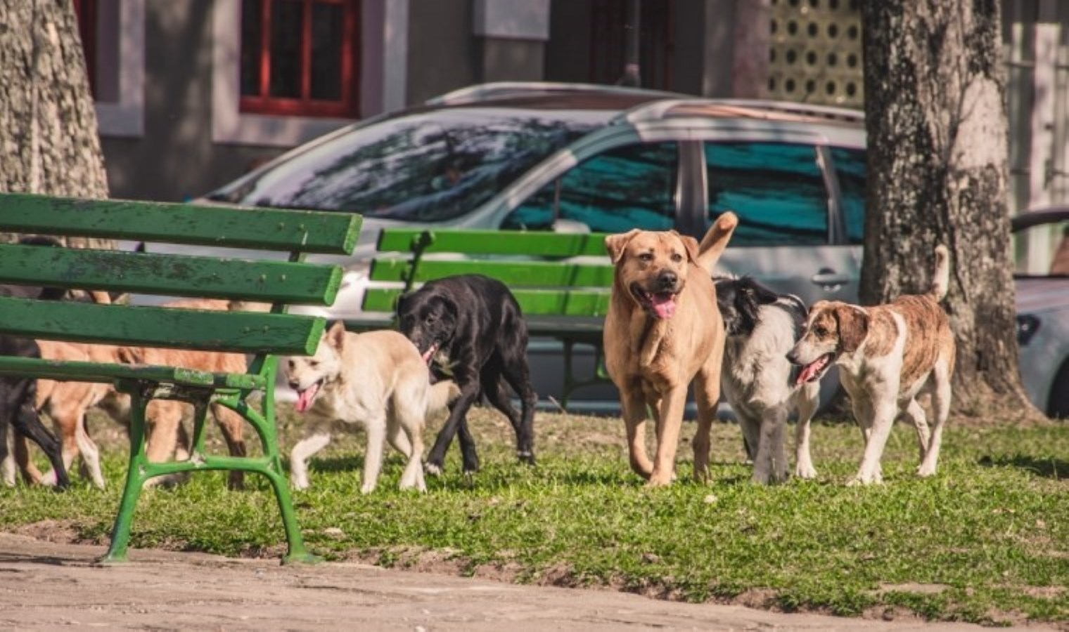 İstanbul Valiliği’nden sokak hayvanları genelgesi! Son tarih: 17 Mart