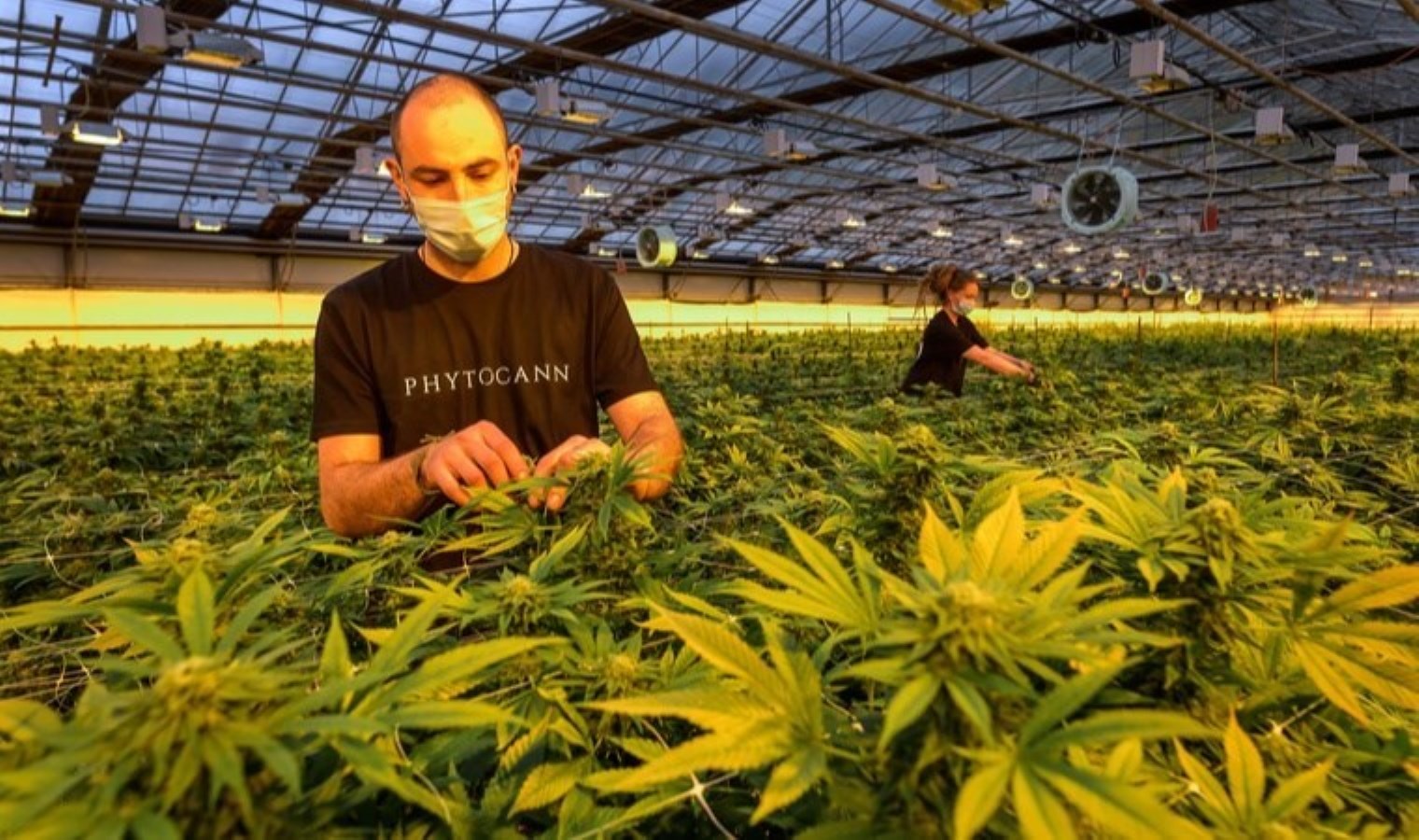 İsviçre, esrarı ‘eğlence’ amaçlı yasallaştırmayı düşünüyor