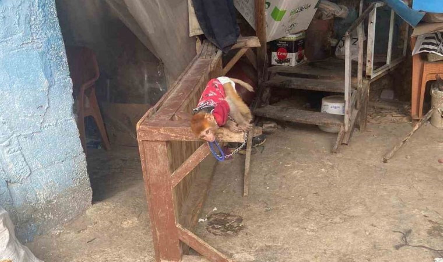 Kaçak yollarla Mersin’e getirilen maymun ve sincaplar el konuldu