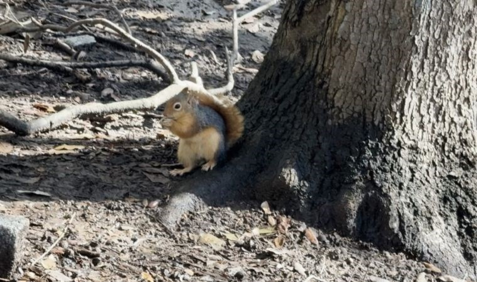 Kar yağışı sonrası sincaplar yiyecek arayışında