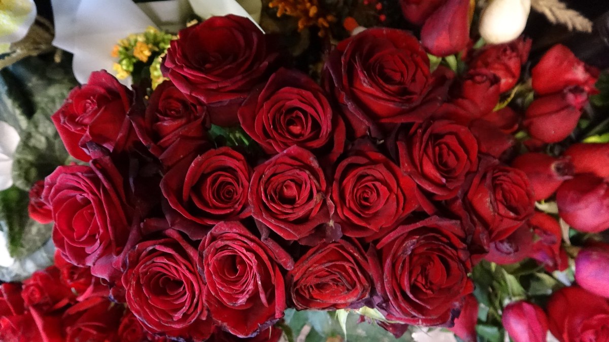 Kayseri’de 14 Şubat’ın trendi kırmızı gül oldu