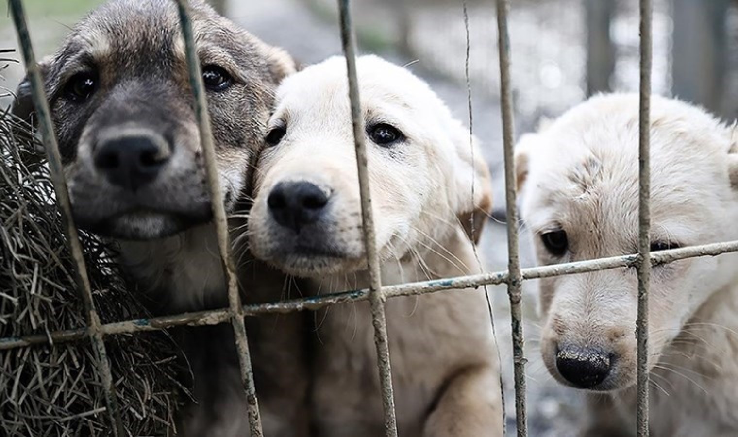 Kırklareli’nde toplu köpek katliamı iddiası: Soruşturma başlatıldı