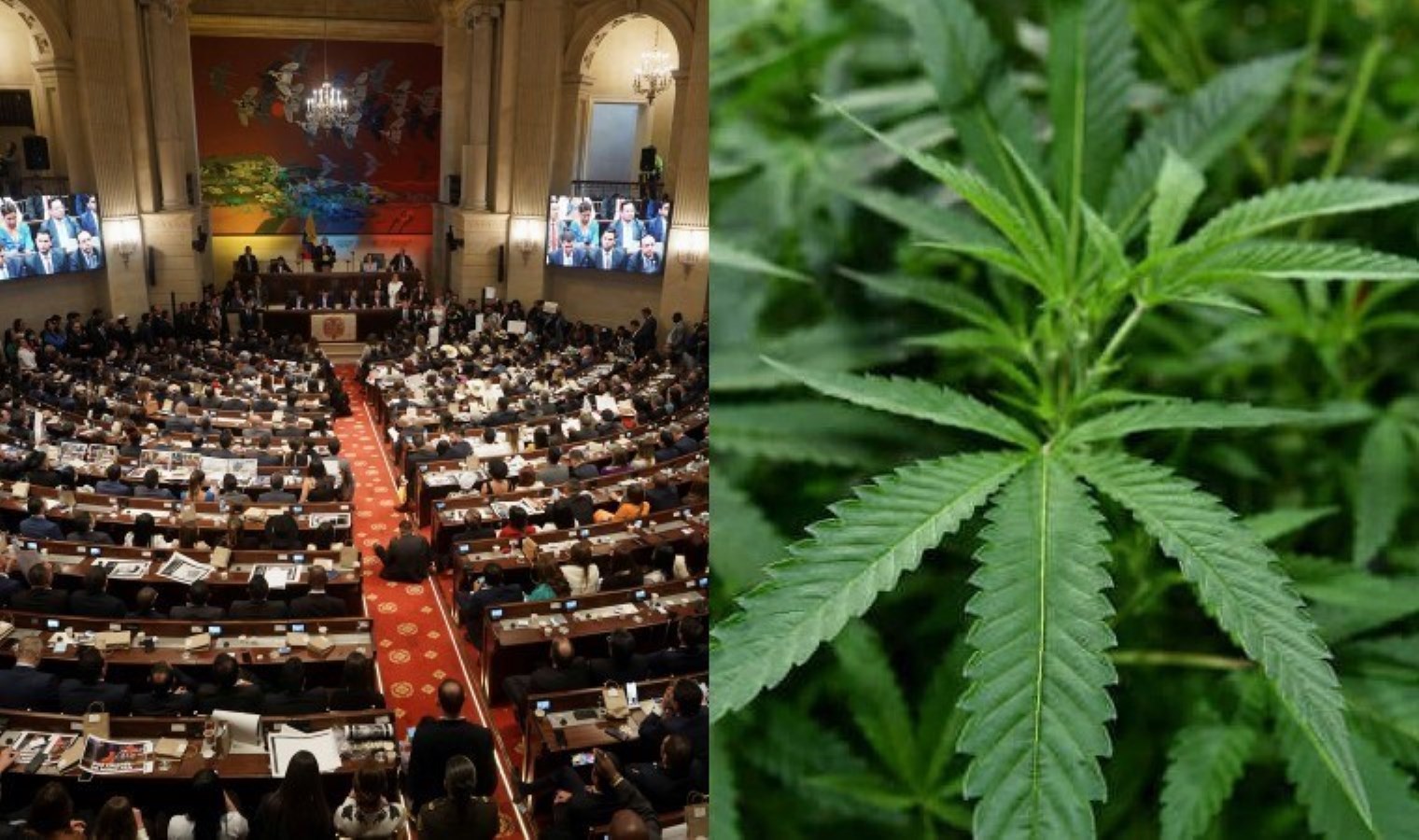 Kolombiya lideri Petro: Marihuananın yasaklanması yalnızca şiddeti körüklüyor