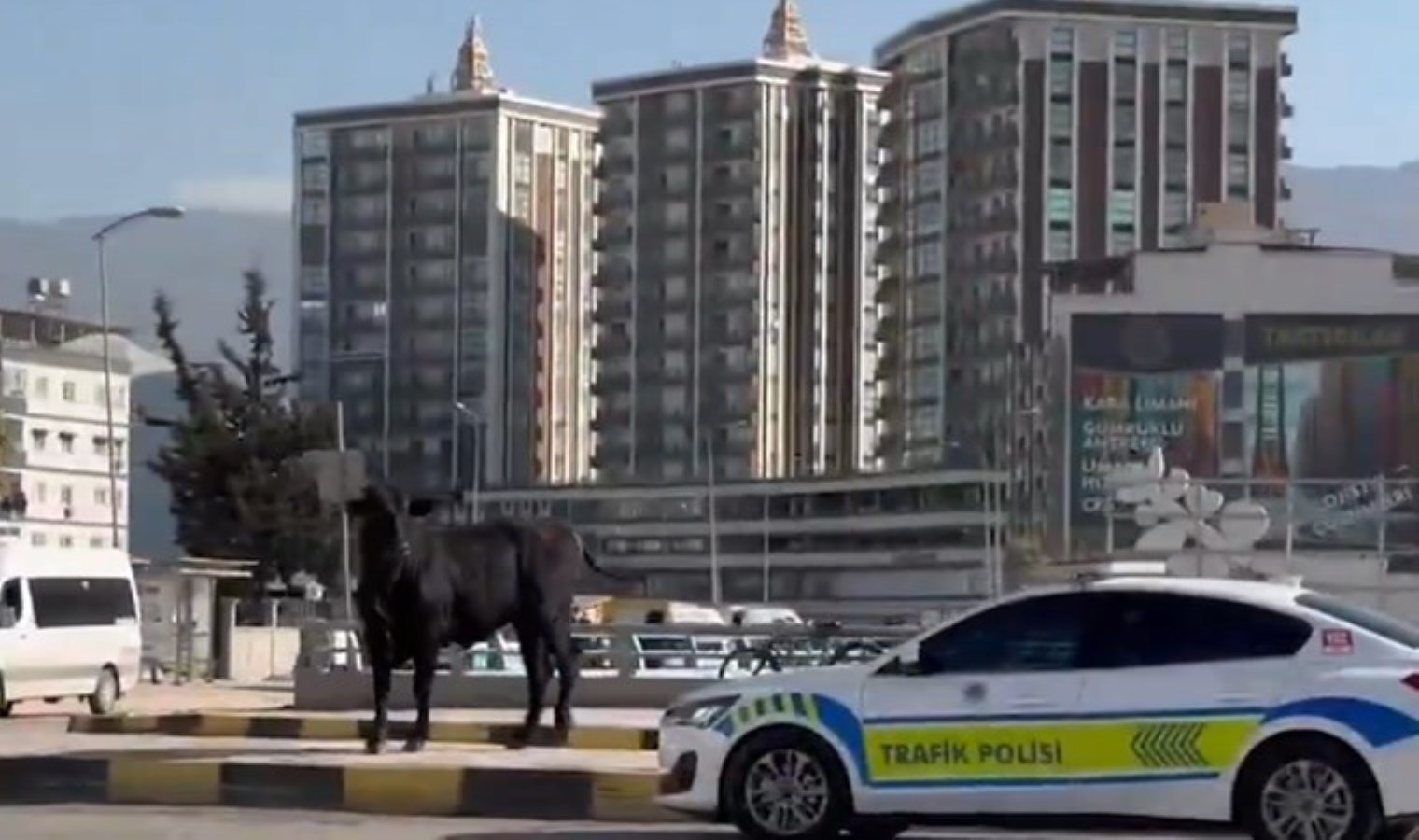 Limandan kaçan ithal angus kente indi, 3 kişiyi yaraladı