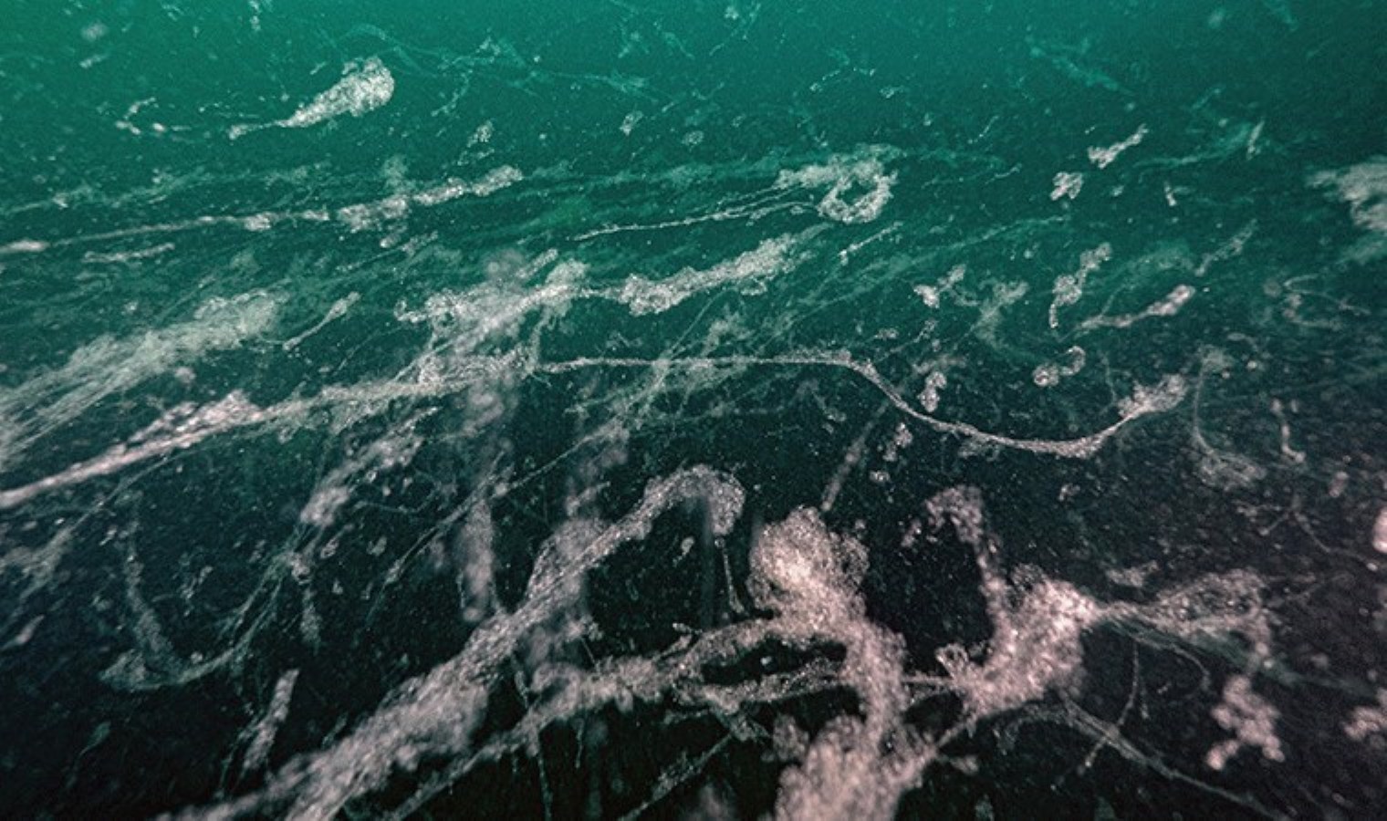 Marmara Denizi’ndeki müsilaj için ‘yüzer bitki adaları’ çözümü