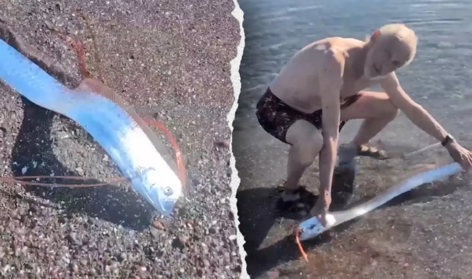 Meksika kıyılarında ‘kıyamet balığı’ görüldü