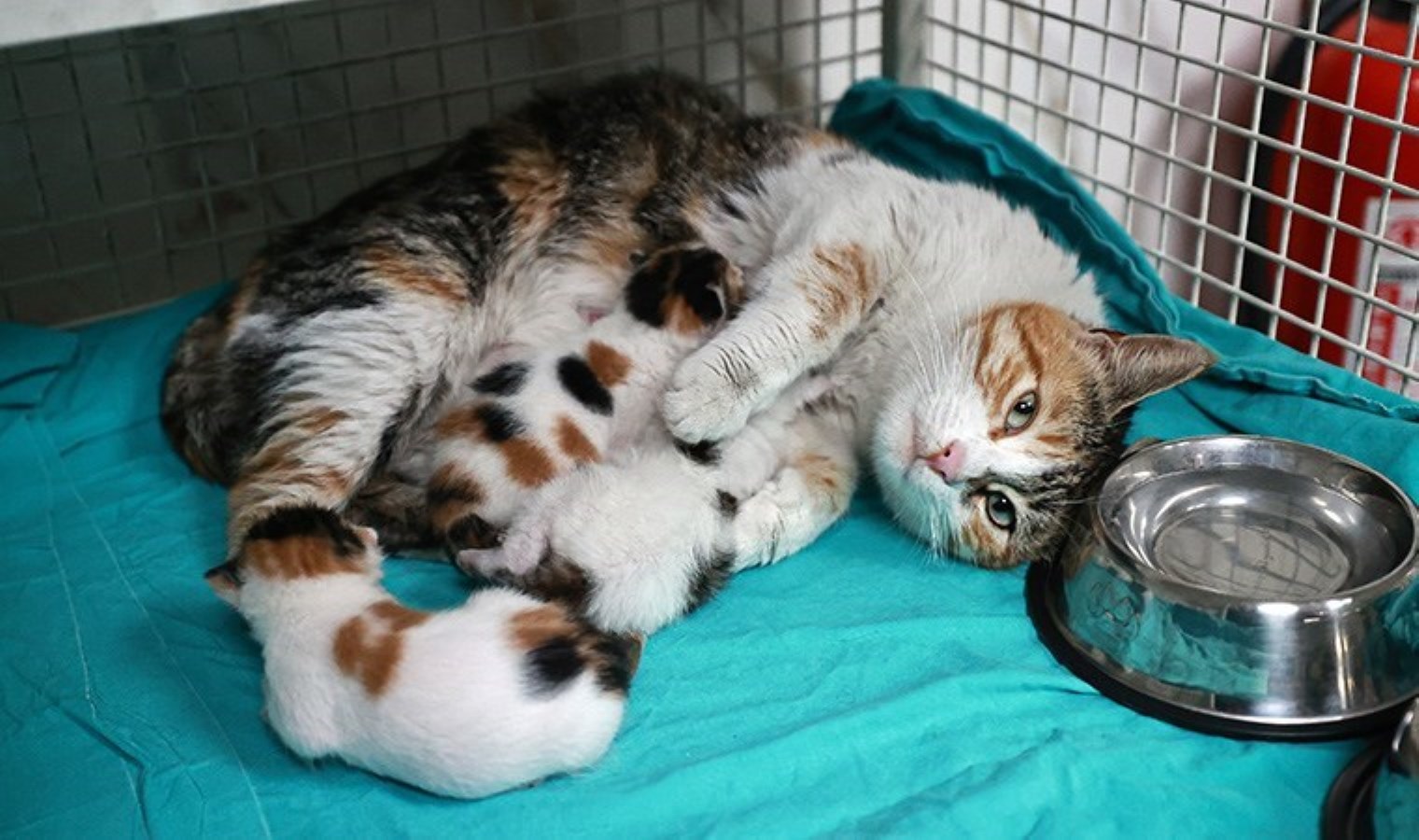 Mersin’de camiden atılan kedi ile 3 yavrusu koruma altına alındı