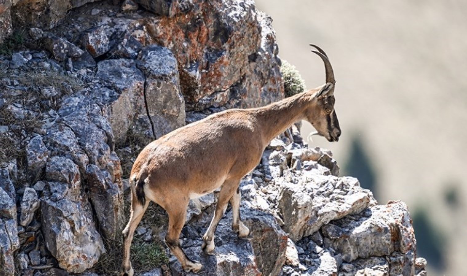 Mersin’de dağ keçisini avlayıp sucuk yapan şahsa rekor ceza!