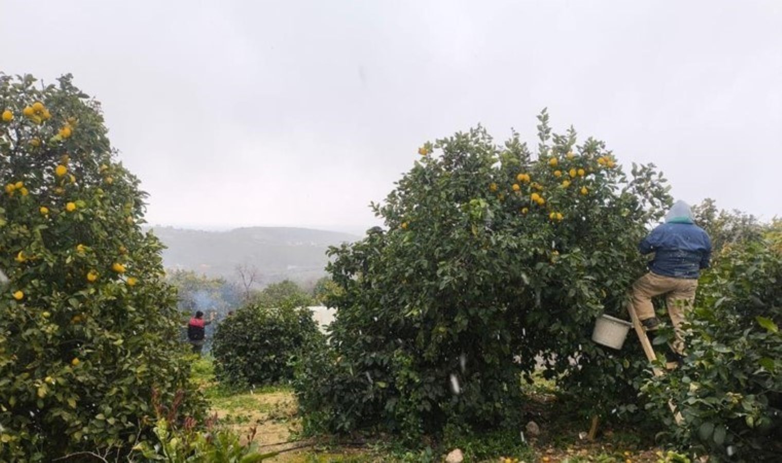 Mersin’de hasat kar altında başladı