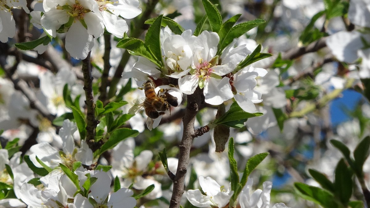Mersin’de iklim değişikliği badem ağaçlarına 1,5 ay erken çiçek açtırdı